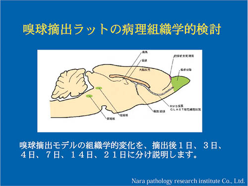 嗅球摘出ラットの病理組織学的検討